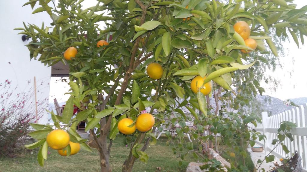 Masal Tatil Evi Селимие Екстериор снимка